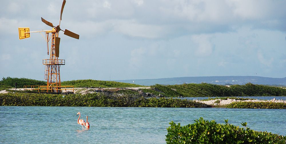 grijsopreis-caraibisch-nederland-bonaire-flamingo-2-mobiel flamingo op Bonaire