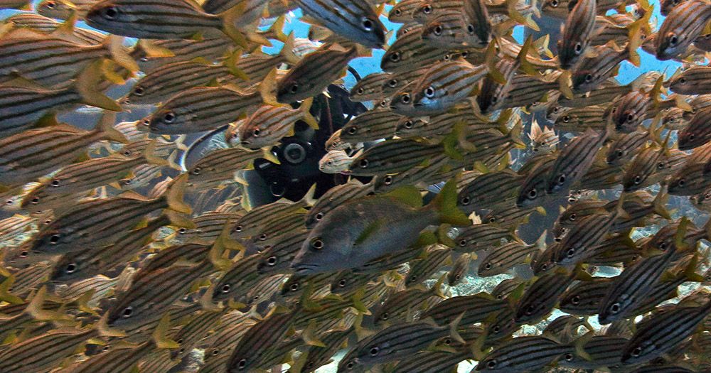 grijsopreis-caraibisch-nederland-bonaire-vissen-mobiel veel vissen en een duiker