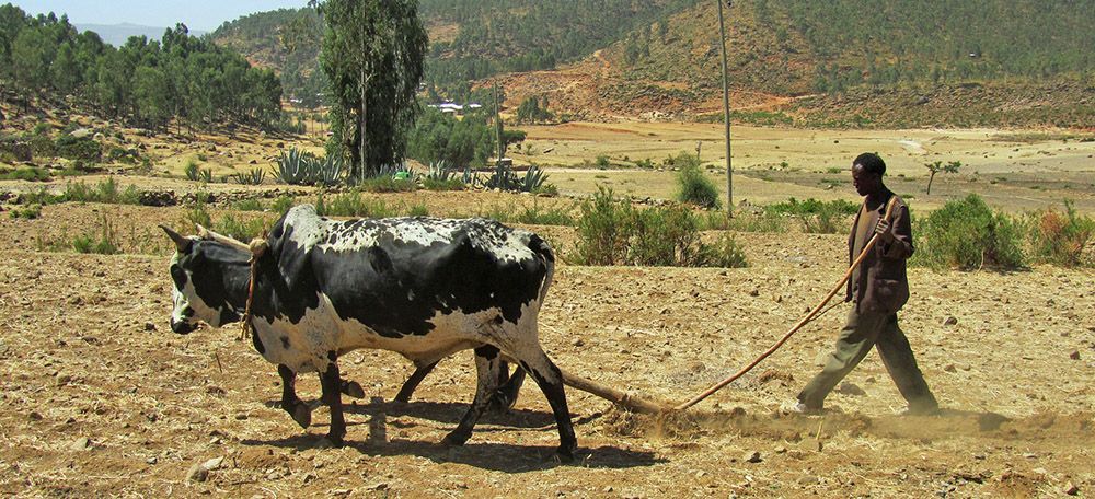 grijsopreis-oost-afrika-boer-ploeg-mobiel boer met ploeg in Ethiopië